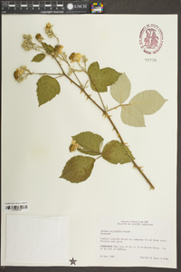 Rubus cuneifolius image