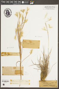 Andropogon argenteus image