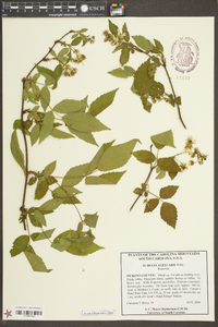 Rubus flagellaris image