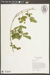 Rubus flagellaris image