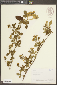 Rubus flagellaris image