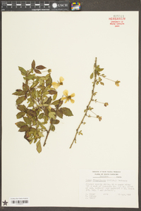 Rubus flagellaris image