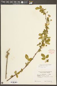 Rubus flagellaris image