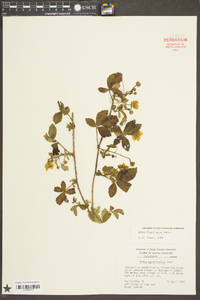 Rubus flagellaris image