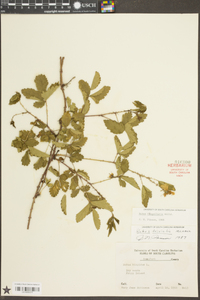 Rubus flagellaris image