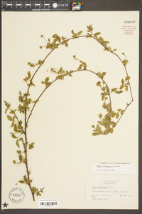 Rubus flagellaris image