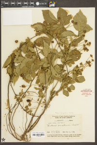 Rubus flagellaris image