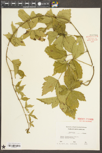 Rubus flagellaris image