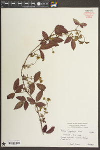 Rubus flagellaris image