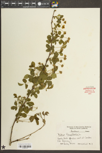 Rubus flagellaris image