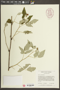 Rubus occidentalis image