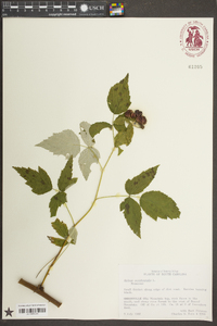 Rubus occidentalis image