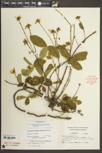 Rubus trivialis image