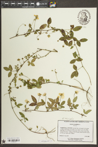 Rubus trivialis image