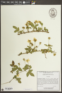 Rubus trivialis image