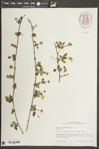 Rubus trivialis image