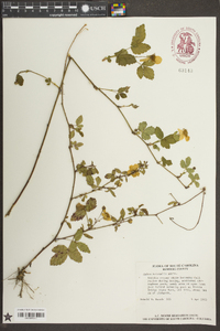 Rubus trivialis image