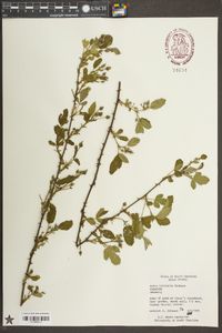 Rubus trivialis image