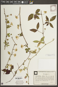 Rubus trivialis image