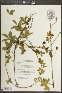 Rubus trivialis image