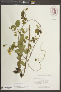 Rubus trivialis image