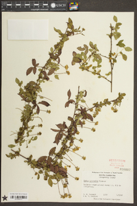 Rubus trivialis image