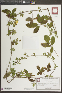 Rubus trivialis image