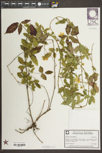 Rubus trivialis image