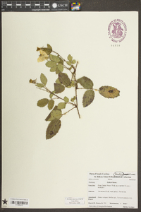 Rubus trivialis image