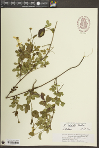 Rubus trivialis image