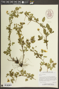 Rubus trivialis image