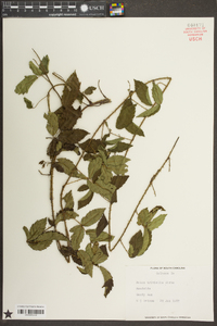 Rubus trivialis image