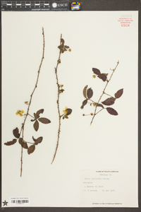 Rubus trivialis image