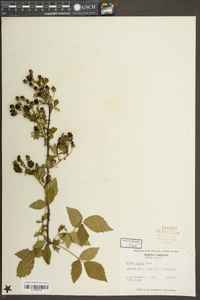 Rubus argutus image