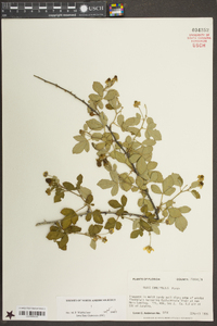 Rubus cuneifolius image