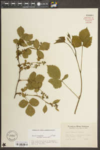 Rubus huttonii image
