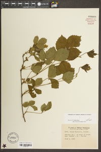 Rubus huttonii image