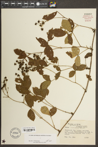 Image of Rubus harmonicus
