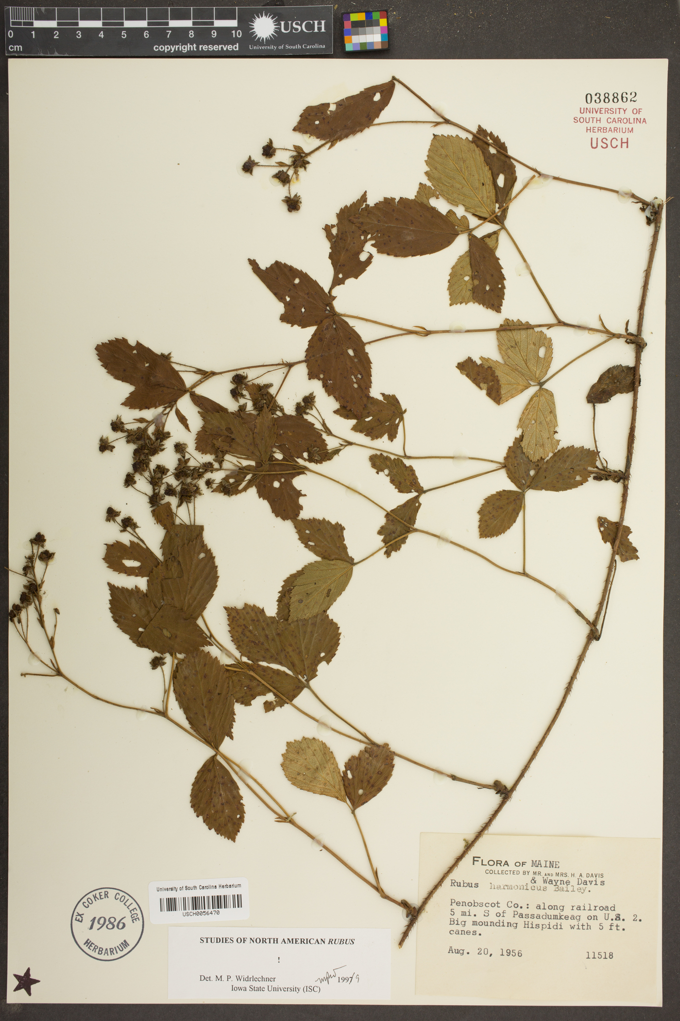 Rubus harmonicus image