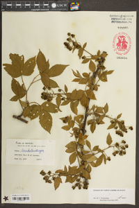 Rubus laudatus image