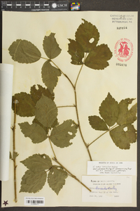 Rubus leviculus image