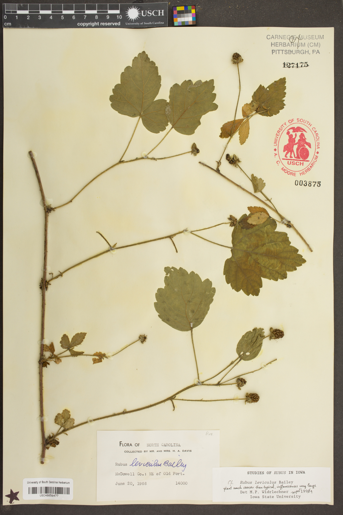 Rubus leviculus image