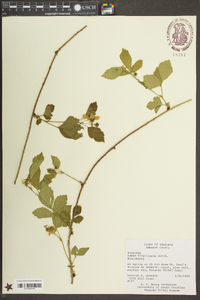 Rubus flagellaris image