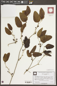 Smilax walteri image