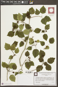 Crataegus iracunda image