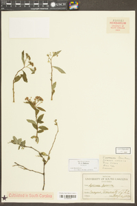 Spiraea thunbergii image