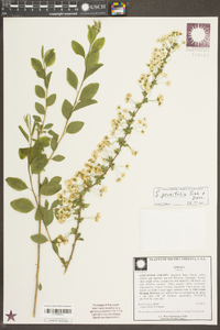 Spiraea prunifolia image