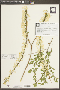 Spiraea prunifolia image