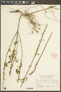 Spiraea prunifolia image