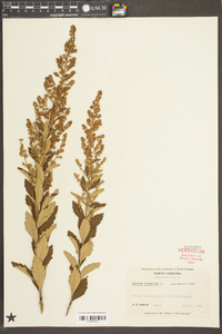 Spiraea tomentosa image